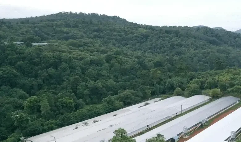 Anthoney’s Haritha process 100 percent natural